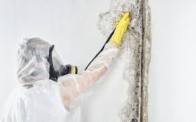 Best Commercial Mold Inspection in Horn Lake, MS